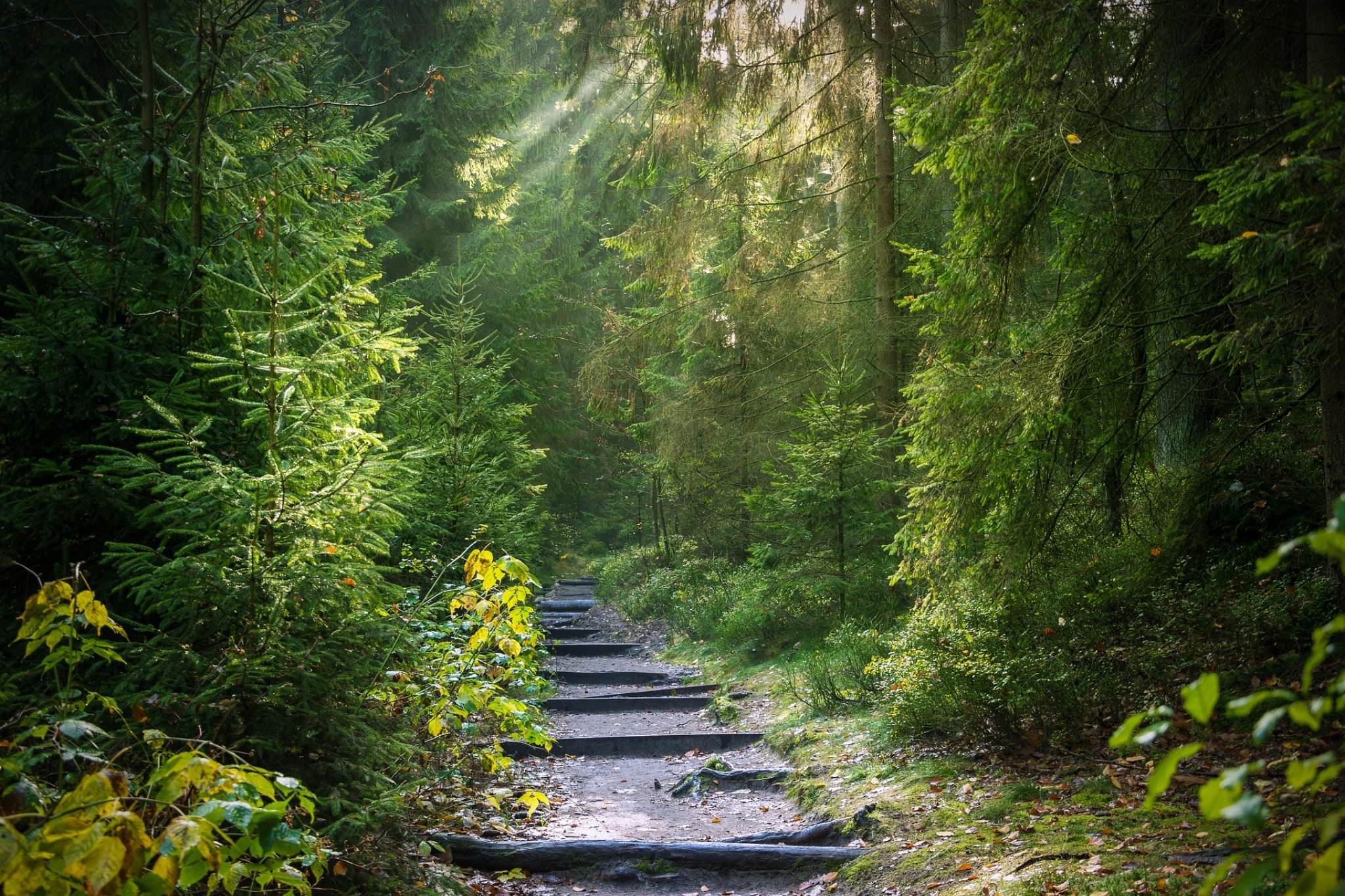 Waldweg mit Licht als Symbol für Rückführungen in frühere Leben und den inneren Seelenweg