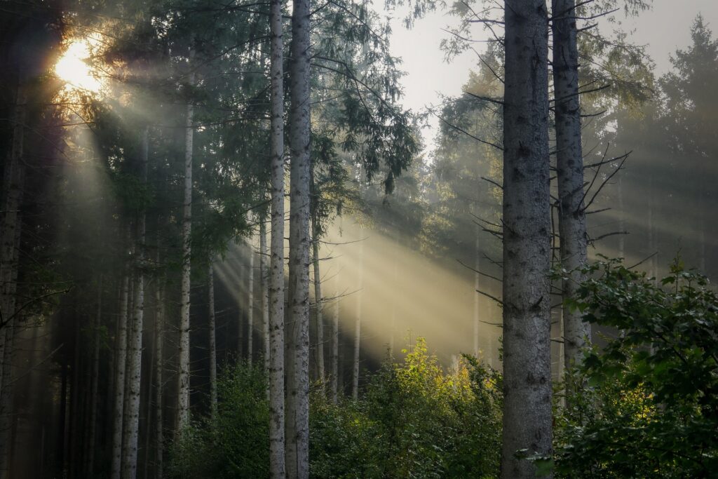 Lichtstrahlen im Wald als Symbol für Befreiungsarbeit und energetisches Clearing