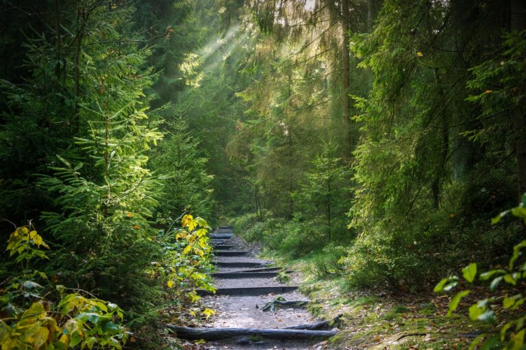 Waldweg mit Licht als Symbol für Rückführungen in frühere Leben und den inneren Seelenweg