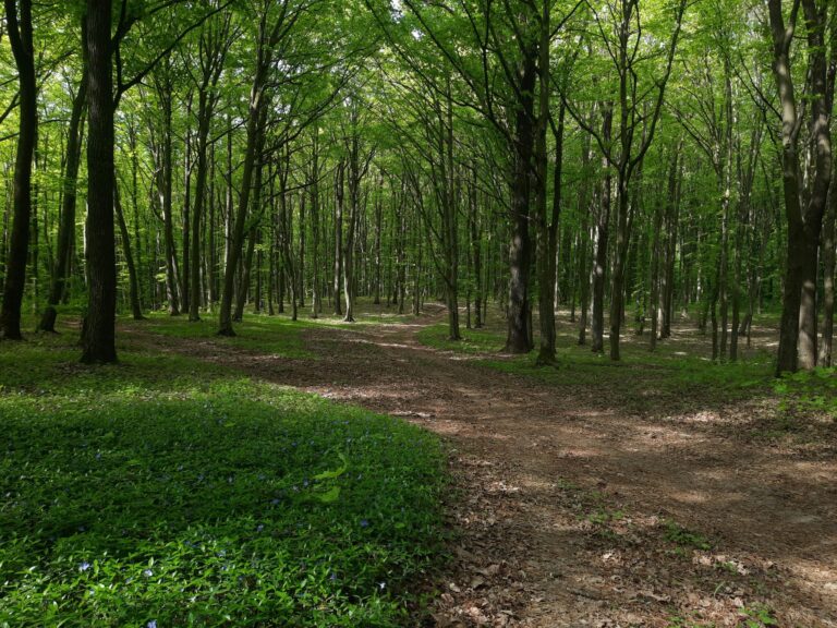 Ruhiger Waldpfad als Symbol für das Erkennen alter energetischer Bindungen