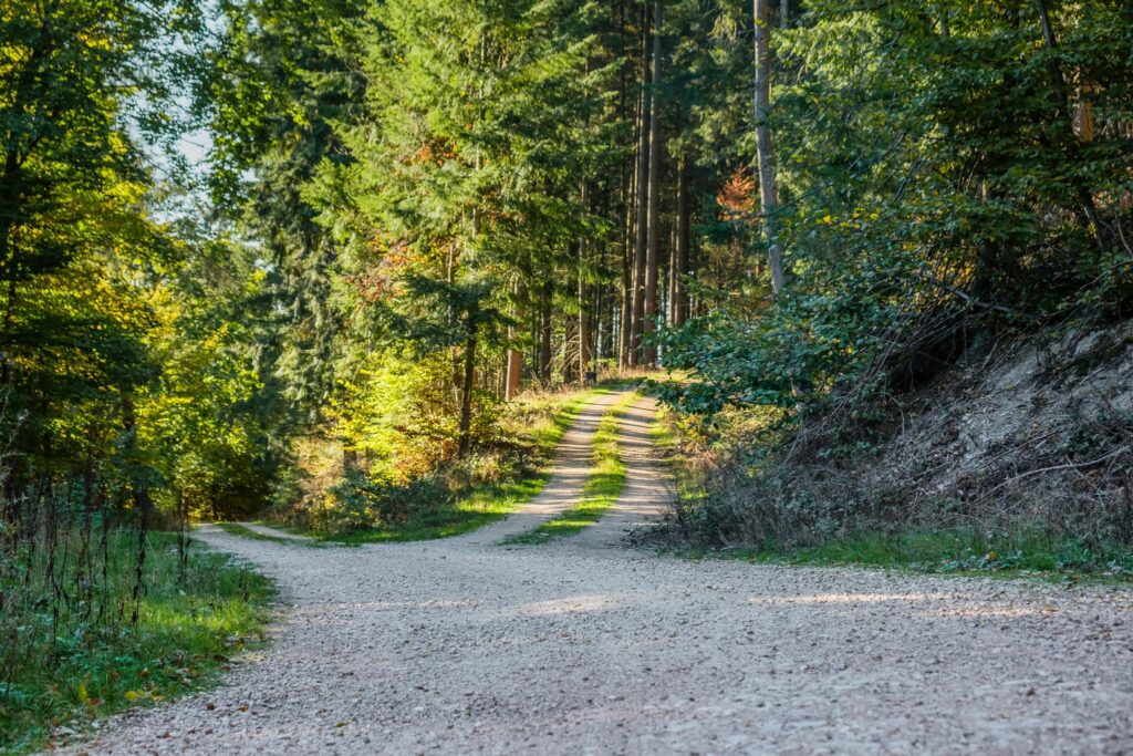 Waldweg mit Abzweigung als Symbol für Clearing oder Rückführung und unterschiedliche Zugänge
