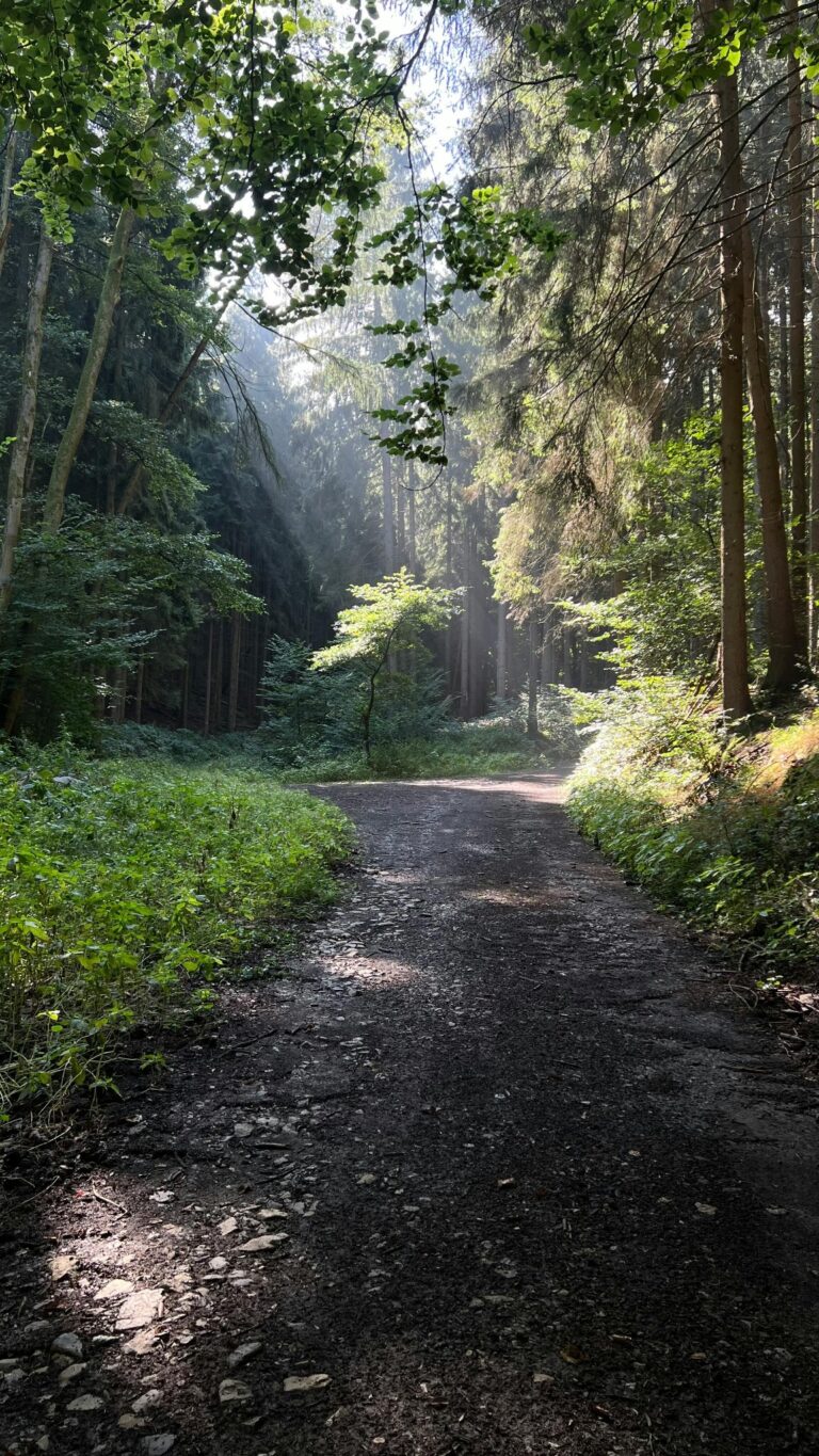 Waldweg mit Lichtstrahlen als Symbol für energetisches Clearing, Klarheit und achtsame Klärung