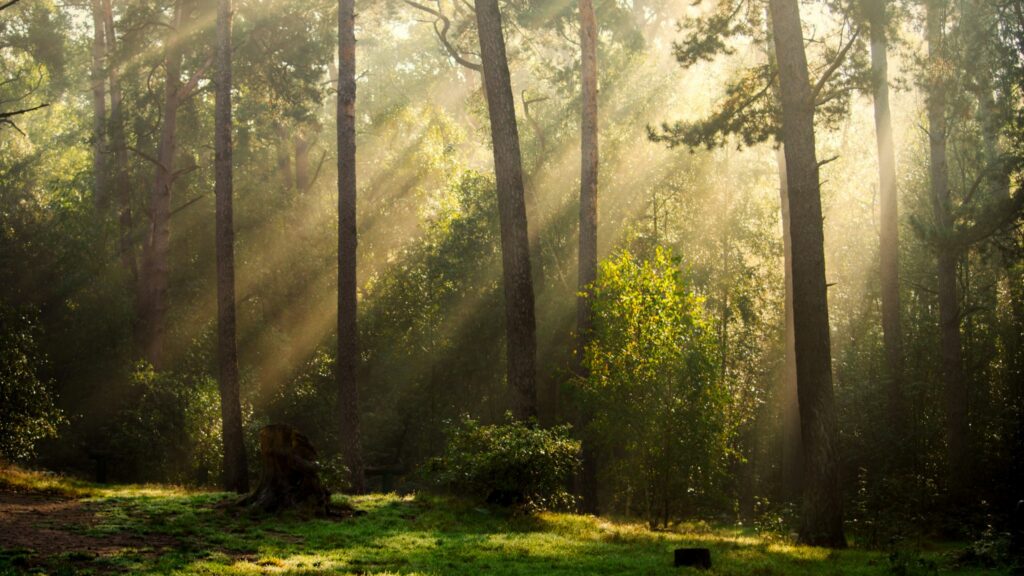 Wald mit Lichtstrahlen als Symbol für Humanenergetik und feinstoffliche Arbeit