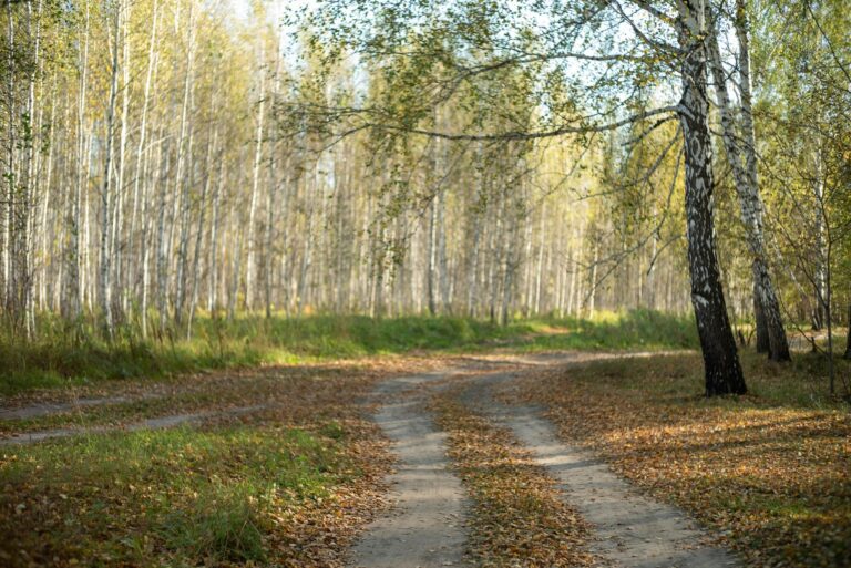 Heller Birkenwaldweg als Symbol für Loslassen, Frieden und innere Freiheit