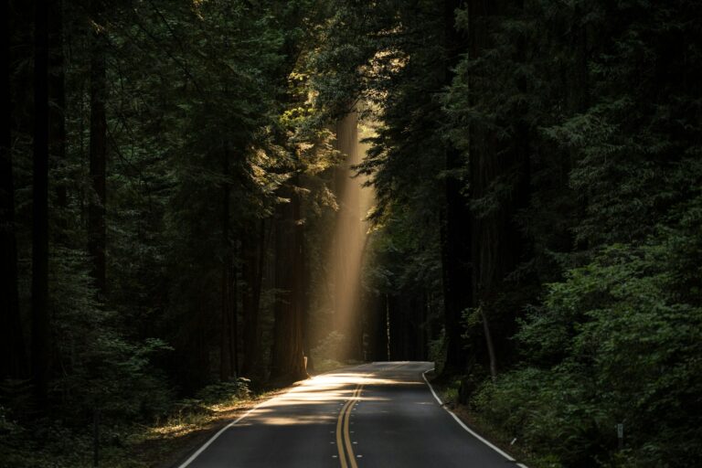 Waldstraße mit Lichtstrahl als Symbol für Orientierung und Testungen in der energetischen Arbeit
